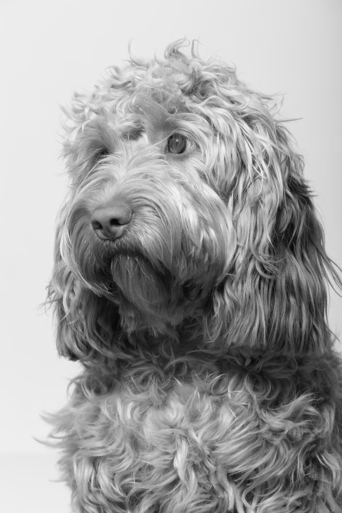 Academy dog